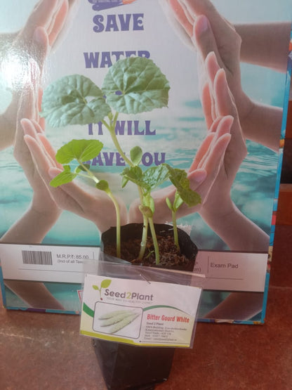 Organic White Bitter Gourd Seeds - Open Pollinated