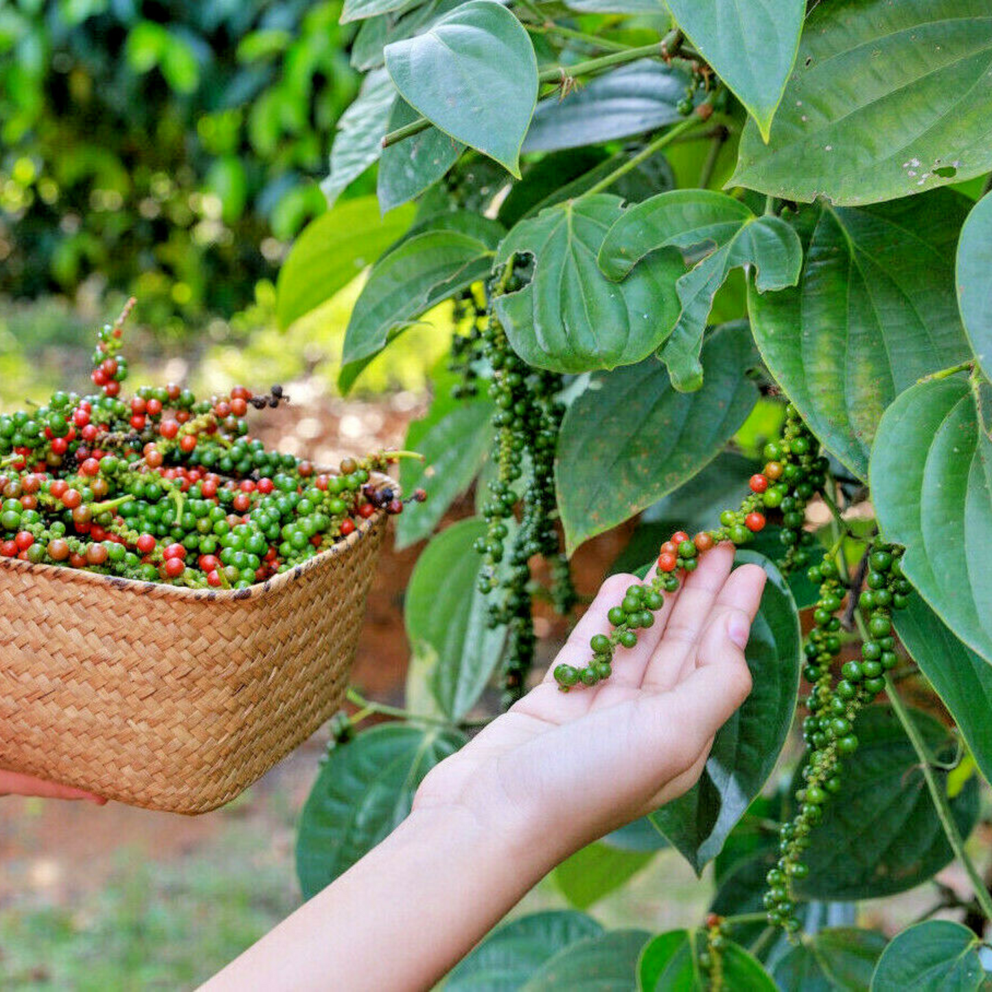 Black Pepper Vine (kurumulaku) Live Plant
