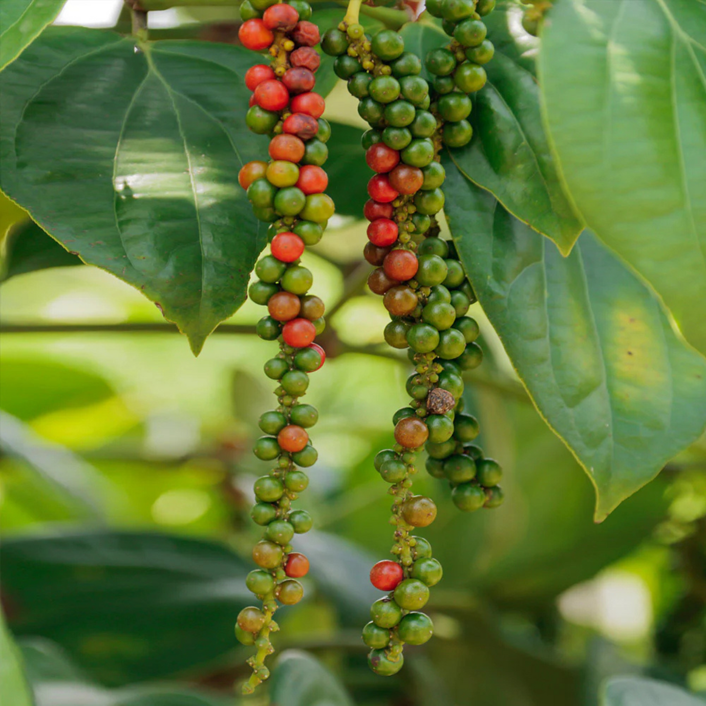 Black Pepper Vine (kurumulaku) Live Plant