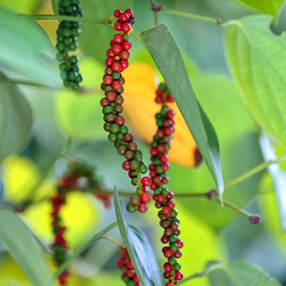 Black Pepper Vine (kurumulaku) Live Plant