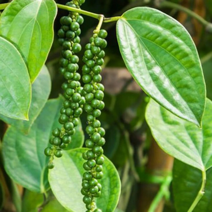 Black Pepper Vine (kurumulaku) Live Plant