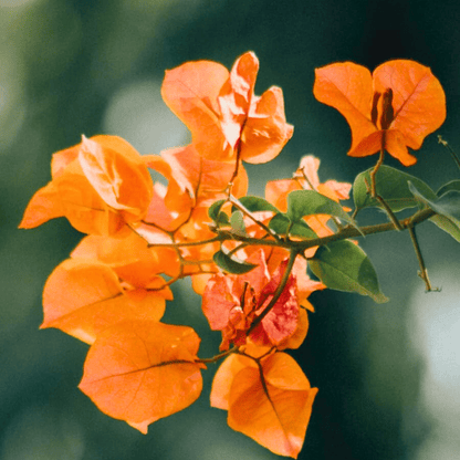 Bougainvillea Orange (Paper Flower) Flowering Live Plant
