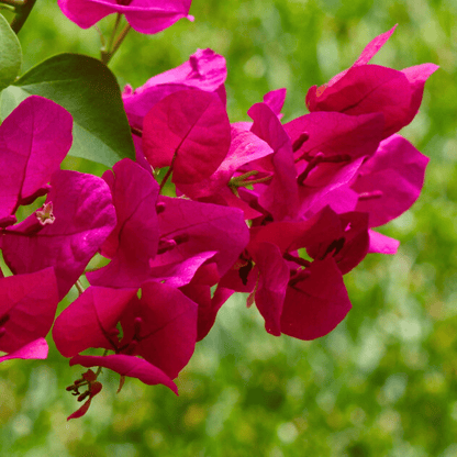 Bougainvillea Pink Multi Petal (Paper Flower) Flowering Live Plant