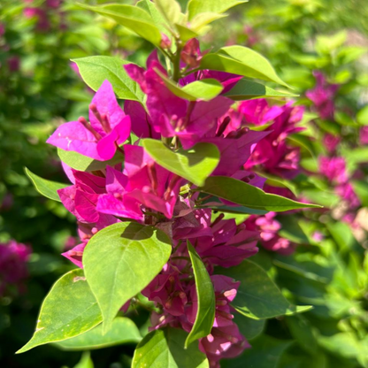 Bougainvillea Pink (Paper Flower) Flowering Live Plant