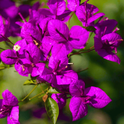 Bougainvillea Purple (Paper Flower) Flowering Live Plant