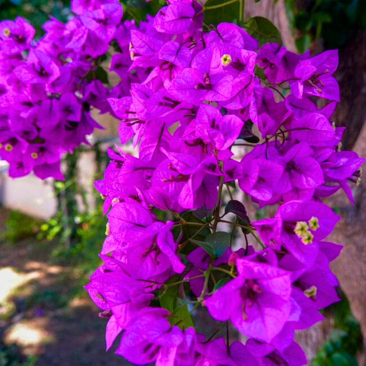 Bougainvillea Purple (Paper Flower) Flowering Live Plant