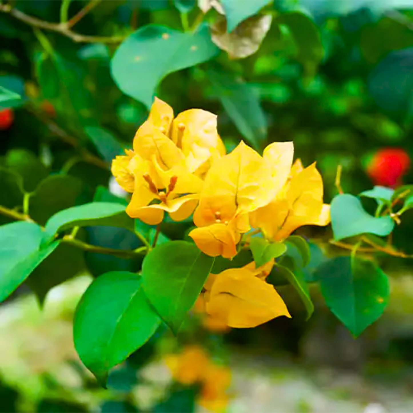 Bougainvillea Yellow (Paper Flower) Flowering Live Plant