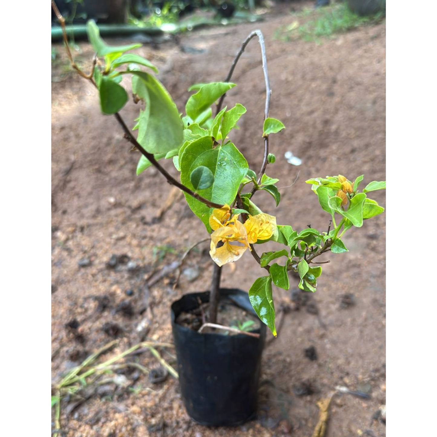 Bougainvillea Yellow (Paper Flower) Flowering Live Plant