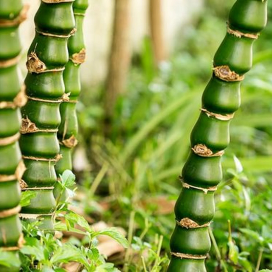 Buddha Belly Bamboo (Bambusa ventricosa) Live Plant