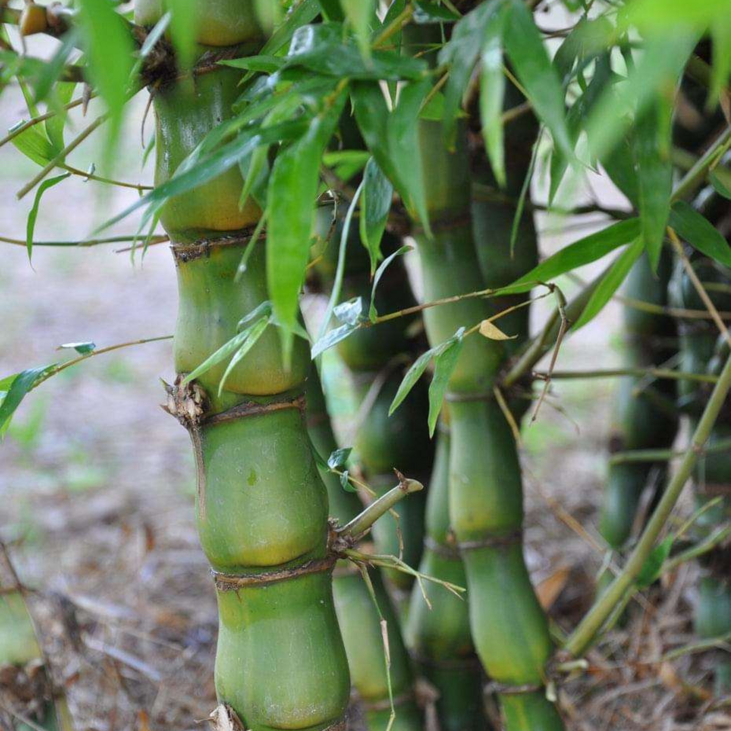 Buddha Belly Bamboo (Bambusa ventricosa) Live Plant