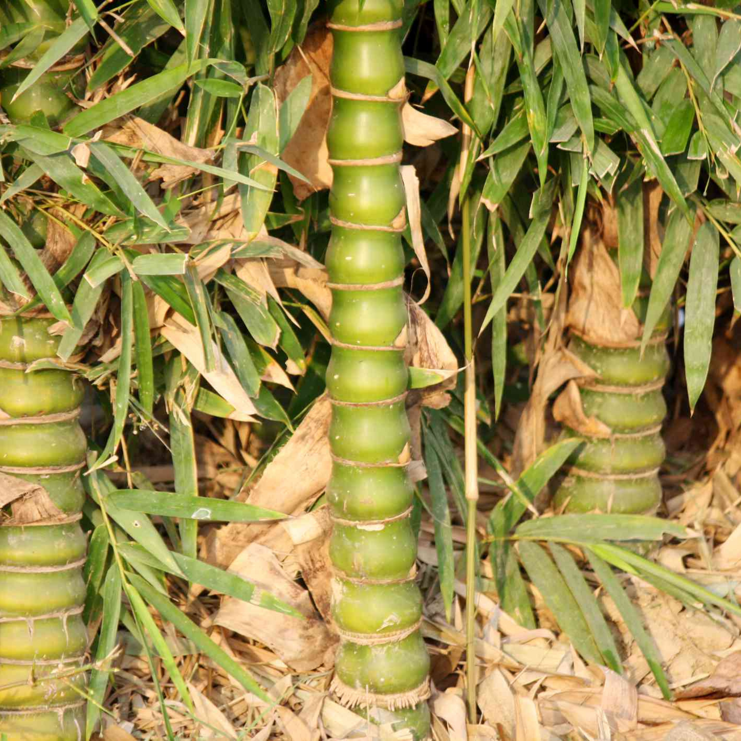 Buddha Belly Bamboo (Bambusa ventricosa) Live Plant