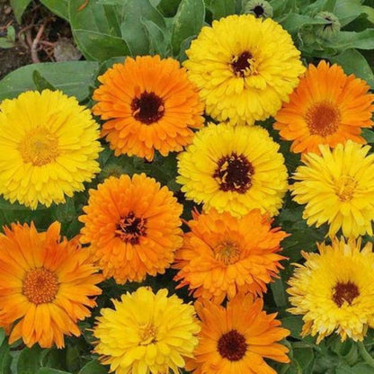 Calendula Pacific Beauty Seeds