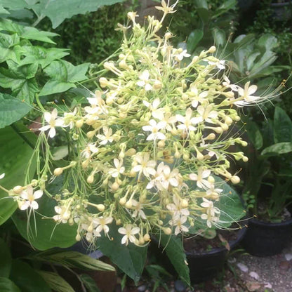 White krishnakireedam(Clerodendrom Paniculatum) Rare  Flowering Live Plant