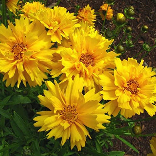 Coreopsis Sunray Seeds