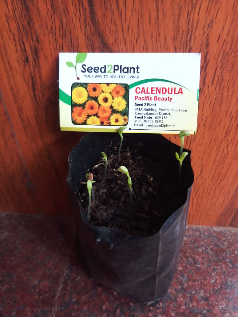 Calendula Pacific Beauty Seeds