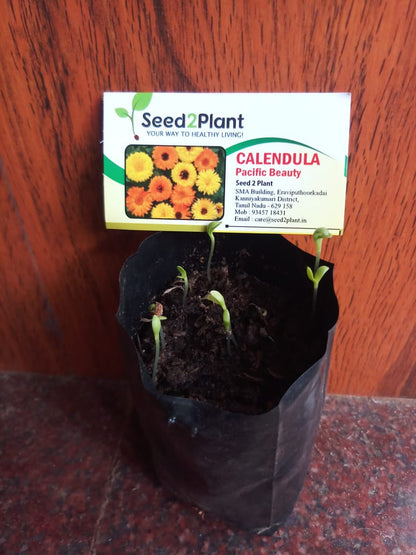 Calendula Pacific Beauty Seeds