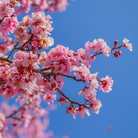 Cherry Blossom (Prunus serrulata) Rare Live Plant
