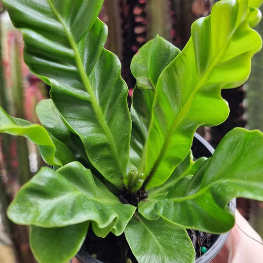 Cobra Fern (Rare Decorative Indoor Fern) Live Plant