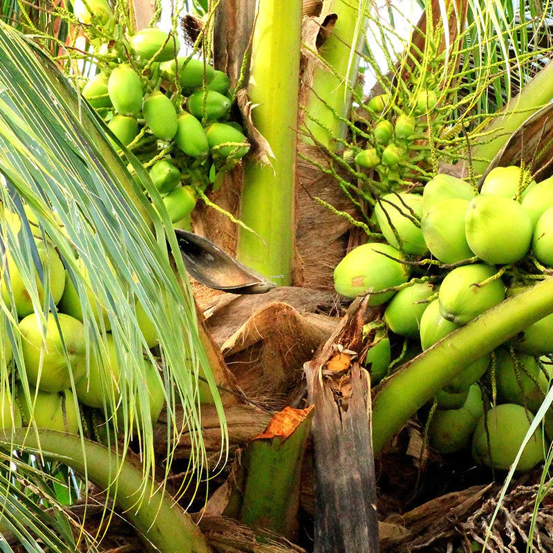 Ganga Bondam Coconut Tree Plant