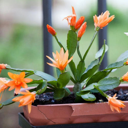 Christmas Cactus Orange Live Plant