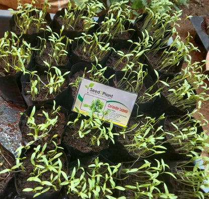 Organic Coriander Leaves Seeds - Open Pollinated
