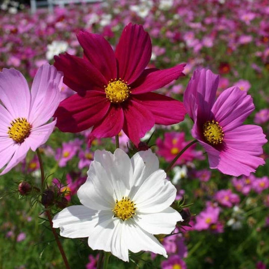 Cosmos Sensation /Bright Lights Mix Seeds