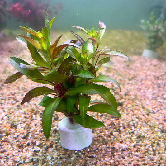 Creeping Marshweed (Limnophila repens) Aquarium Live Plant