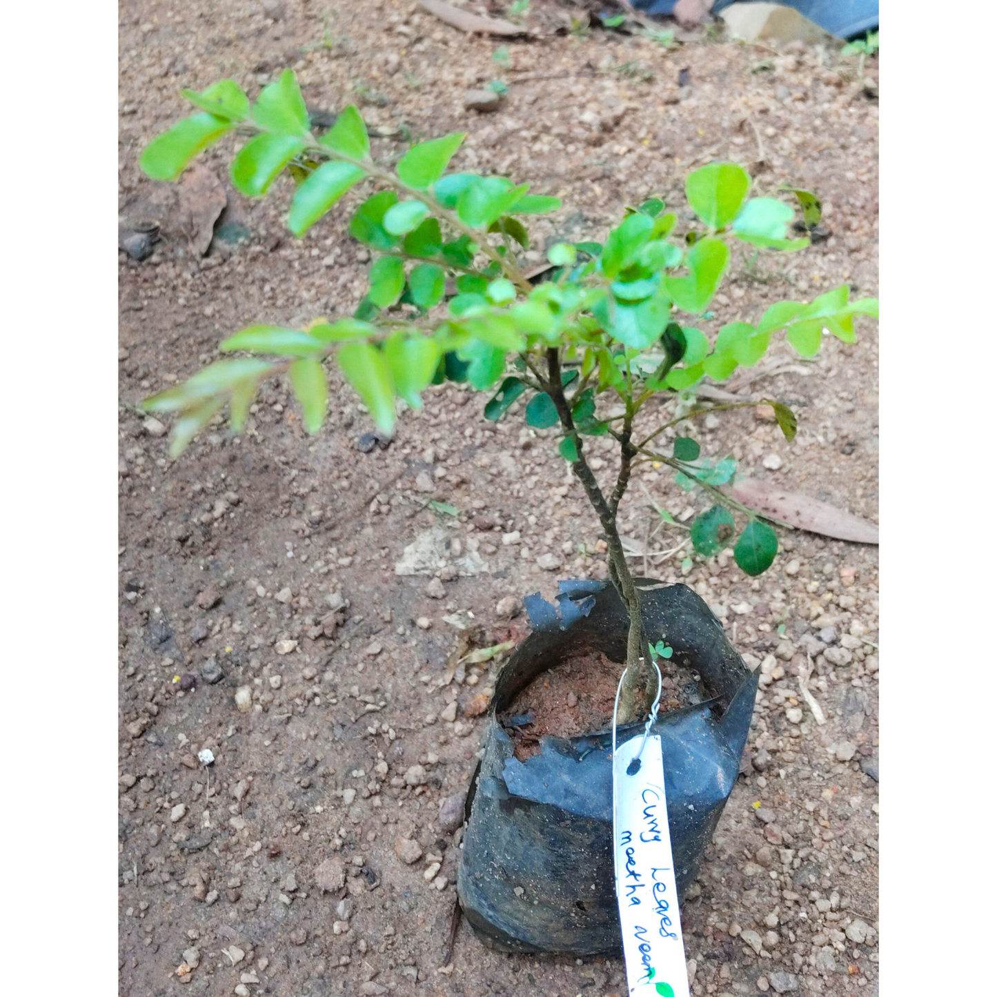 Curry Leaves / Meetha Neem (Murraya koenigii) Spice Plant