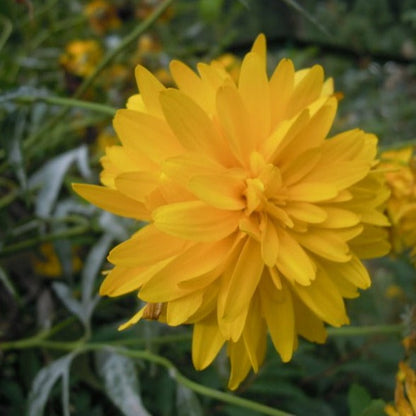 Rudbeckia Laciniata (Cutleaf Coneflower) Flowering Live Plant