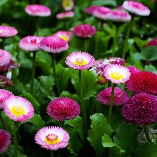 Daisy Carpet Mixture Seeds