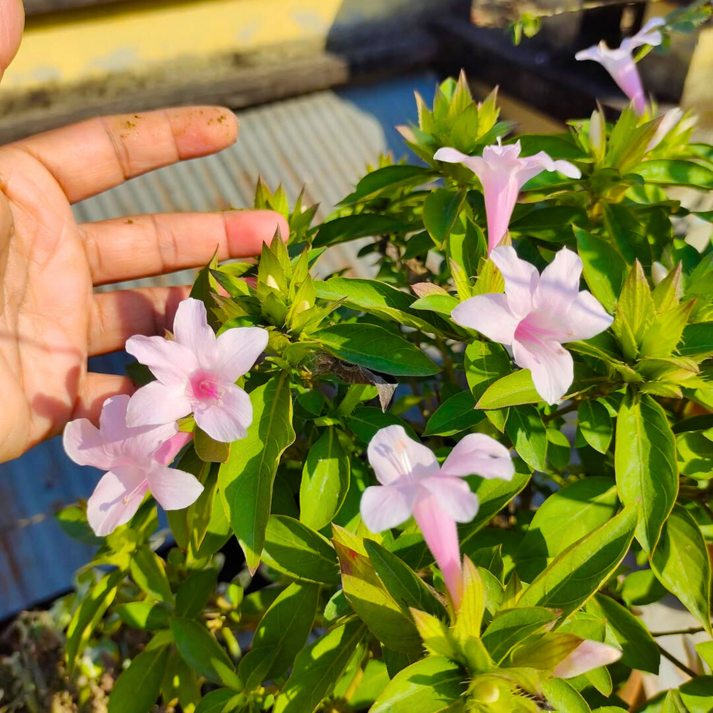 December Flower Baby Pink (Barleria cristata) All Time Flowering Live Plant