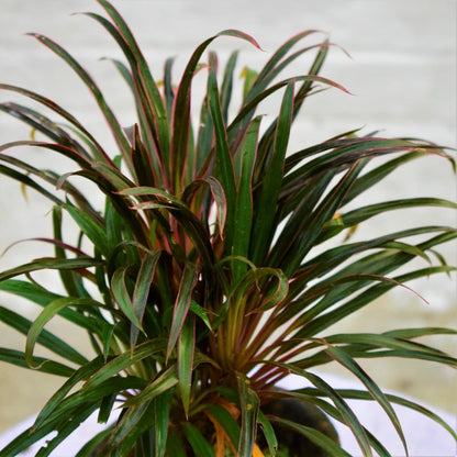 Dracaena Marginata Narrow Leaf Live Plant