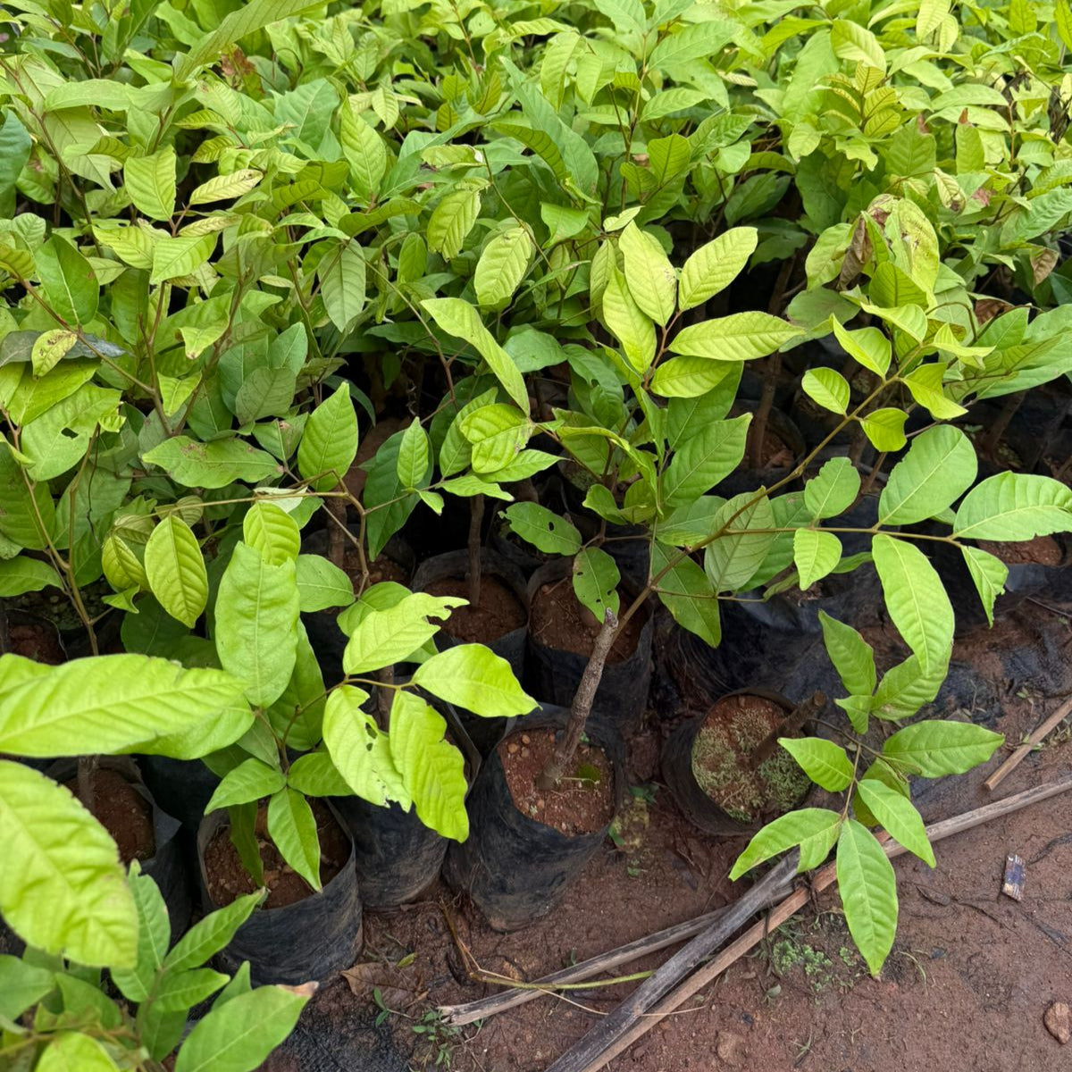 Rambutan E35 Tropical Grafted Fruit Plant