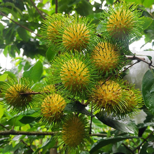 Rambutan E35 Tropical Grafted Fruit Plant