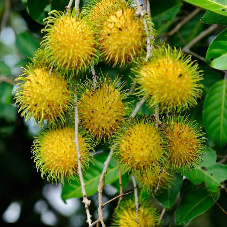 Rambutan E35 Tropical Grafted Fruit Plant