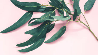 Eucalyptus Plant Medicinal Live Plant