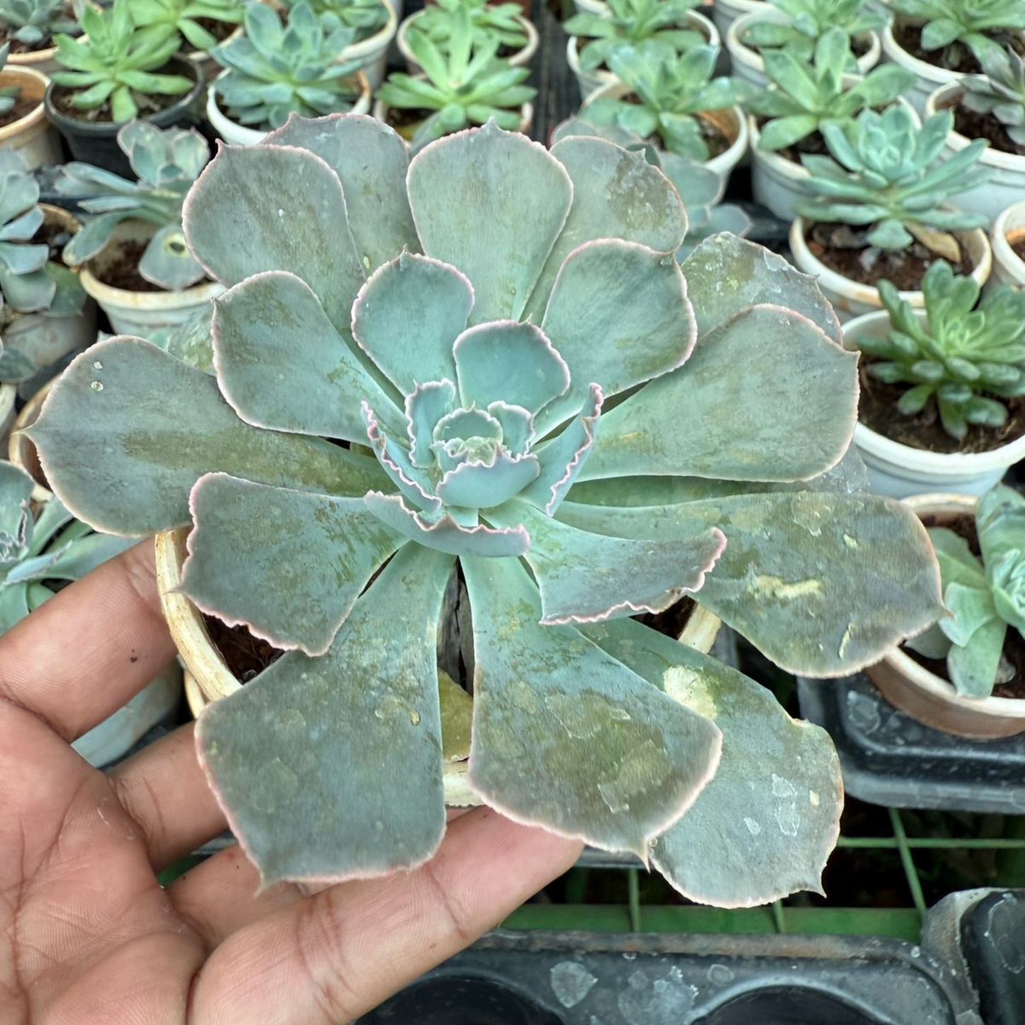 Echeveria 'Cubic Frost' Succulent Live Plant