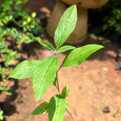 Eucalyptus Tulsi Medicinal Live Plant