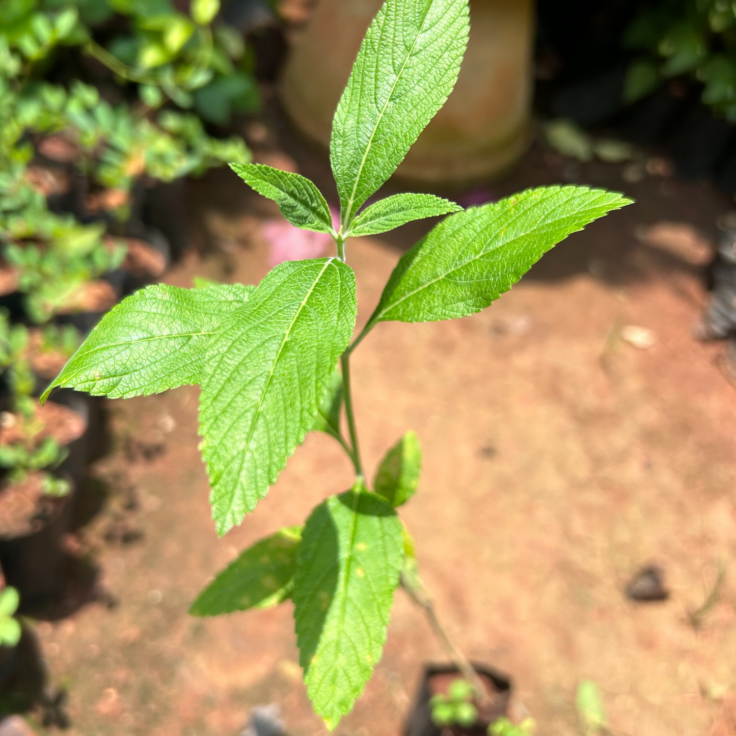 Eucalyptus Tulsi Medicinal Live Plant
