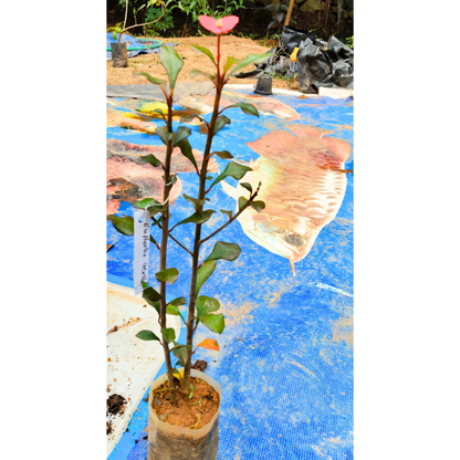 Euphorbia Geroldii (Thornless Crown of Thorns) Flowering Live Plant