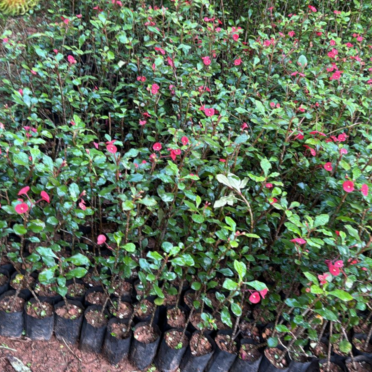 Euphorbia Geroldii (Thornless Crown of Thorns) Flowering Live Plant