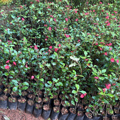 Euphorbia Geroldii (Thornless Crown of Thorns) Flowering Live Plant