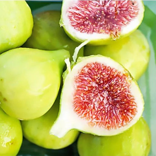 Desi Fig (Aththi) Live Plant