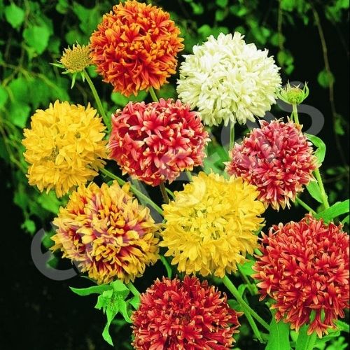 Gaillardia Mixed Seeds