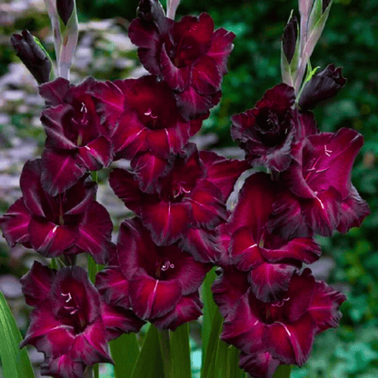 Gladiolus Black Star Flowering Live Plant