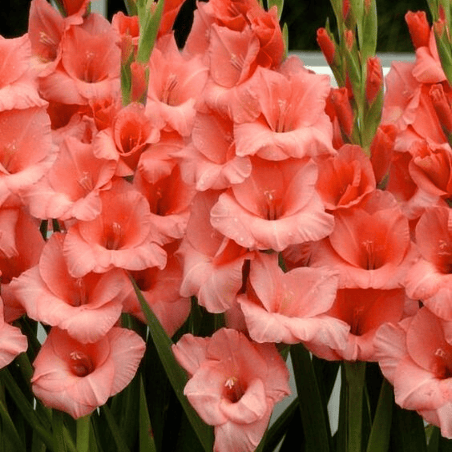 Gladiolus Light Pink Flowering Live Plant