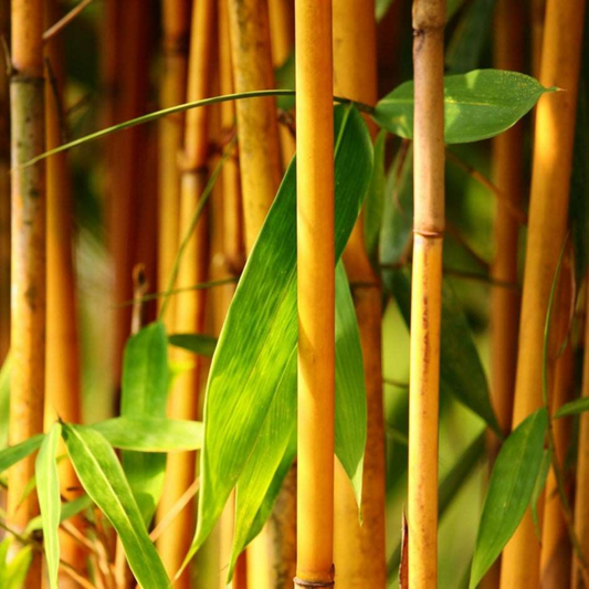 Golden Bamboo (Phyllostachys aurea) Live Plant