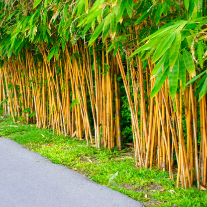 Golden Bamboo (Phyllostachys aurea) Live Plant