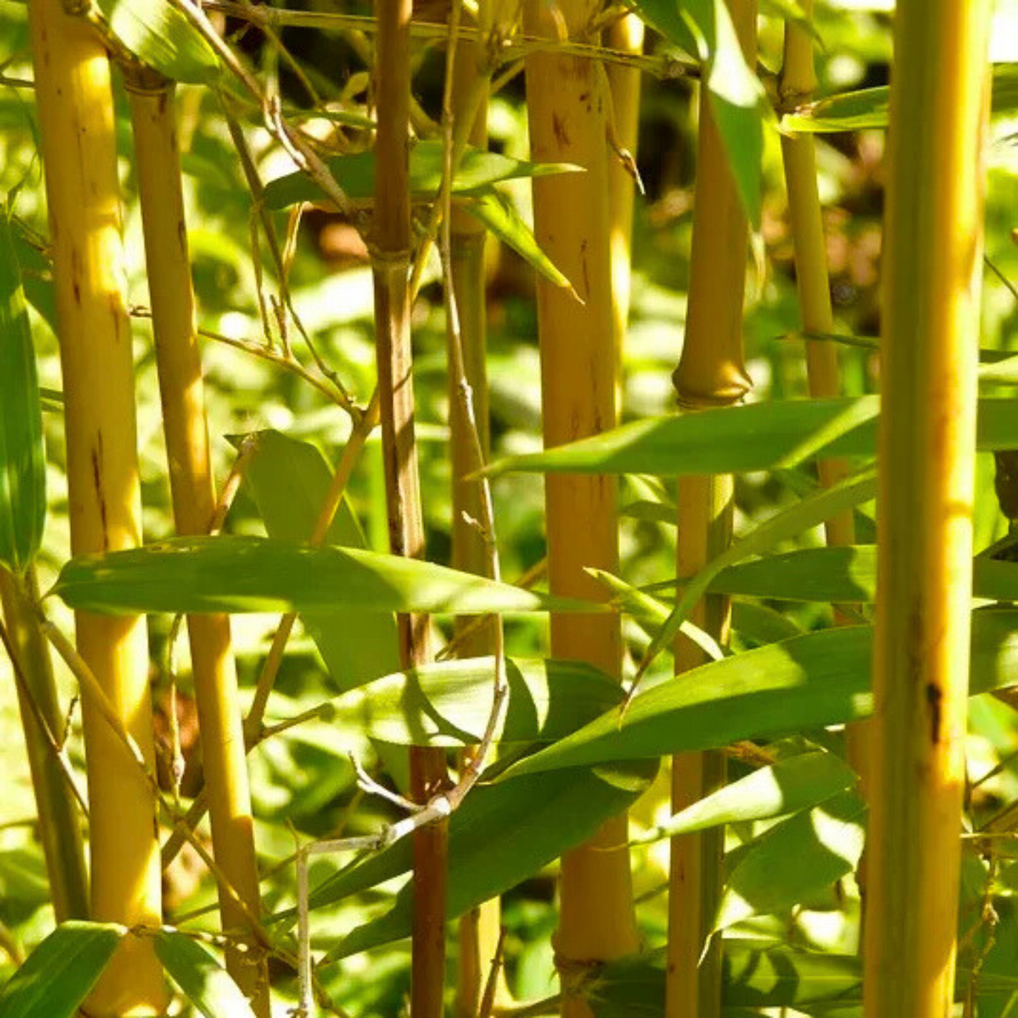 Golden Bamboo (Phyllostachys aurea) Live Plant