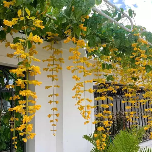 Golden Cascade Creeper/Climber Flowering Live Plant